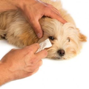 Comprar Pet Towel (Paq. 15 unids) Toalla para limpiar mascotas,  EzyWipe 4