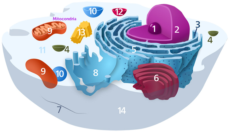 Célula con mitocondrias para produccion de energia